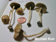 Inocybe communis