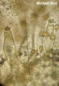 Inocybe communis