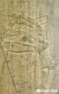 Inocybe communis