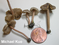Inocybe subradiata