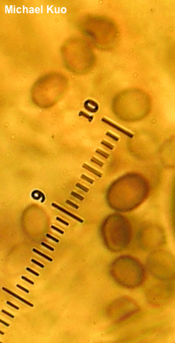 Lentinellus castoreus