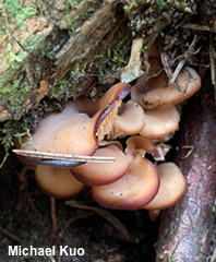 Lentinellus cochleatus