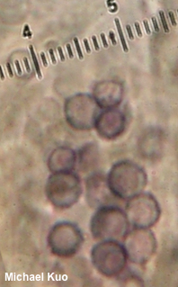Lentinellus cochleatus