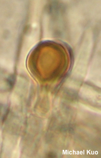 Lentinellus cochleatus