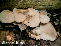 Lentinellus ursinus