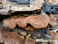 Lentinellus ursinus