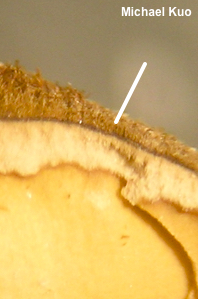 Lentinellus ursinus