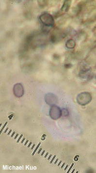 Lentinellus ursinus