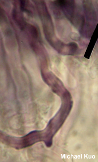 Lentinellus ursinus