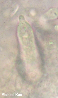 Lentinellus ursinus