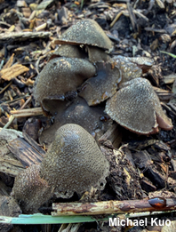 Melanophyllum haematospermum