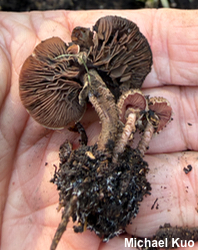 Melanophyllum haematospermum