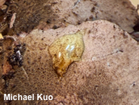 Melanophyllum haematospermum