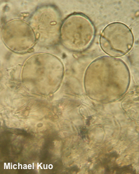 Melanophyllum haematospermum
