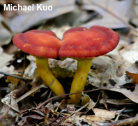 Phylloporus 01