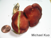 Phylloporus 01