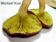 Phylloporus 01