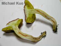 Phylloporus 01