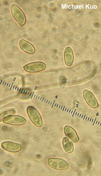 Phylloporus 01