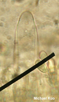 Phylloporus 01