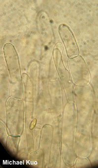 Phylloporus 01
