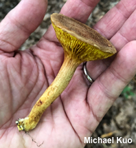 Phylloporus rhodoxanthus