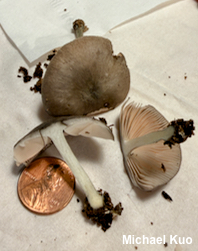 Pluteus brunneidiscus