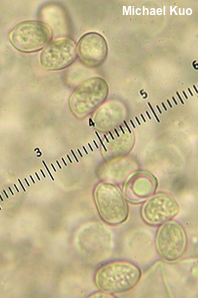 Pluteus brunneidiscus