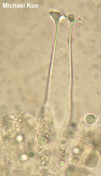 Pluteus brunneidiscus