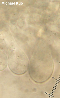 Pluteus brunneidiscus