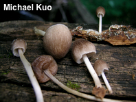 Pluteus longistriatus