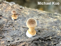 Pluteus longistriatus