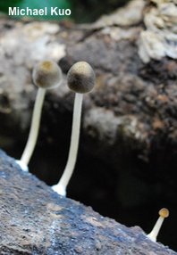 Pluteus longistriatus