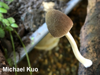 Pluteus longistriatus