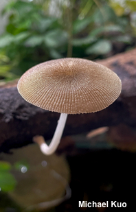 Pluteus longistriatus