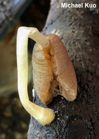 Pluteus longistriatus