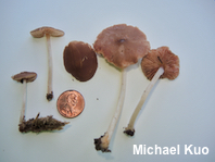 Pluteus phlebophorus