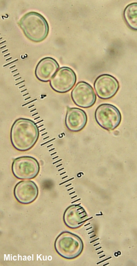 Pluteus phlebophorus