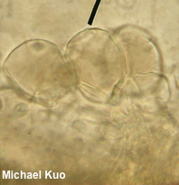 Pluteus phlebophorus