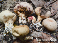 Scleroderma areolatum