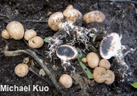 Scleroderma areolatum