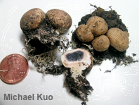 Scleroderma areolatum