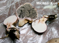 Scleroderma areolatum