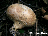 Scleroderma michiganense