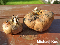 Scleroderma michiganense