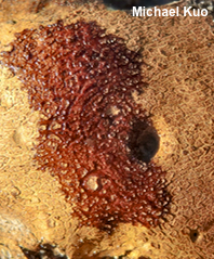 Scleroderma michiganense