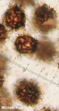 Scleroderma michiganense