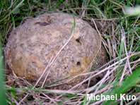 Scleroderma polyrhizum