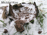 Scleroderma polyrhizum