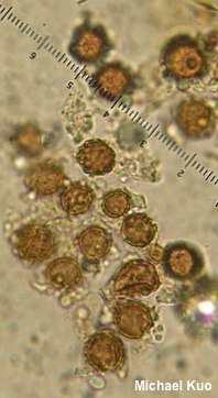 Scleroderma polyrhizum